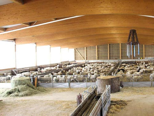 Schafstall von Haas Landwirtschaftsbau