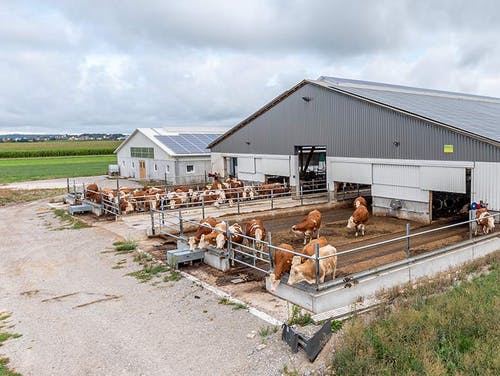 Milchviehlaufstall von Haas Landwirtschaftsbau